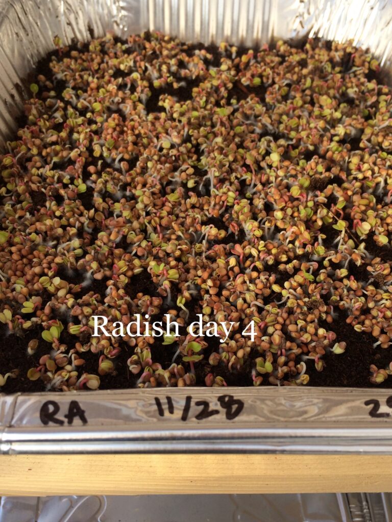Tray of radish microgreens on day 4