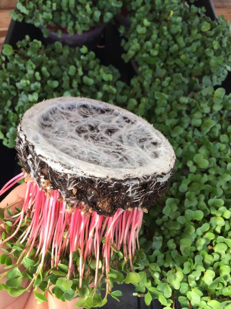 Healthy radish microgreens roots