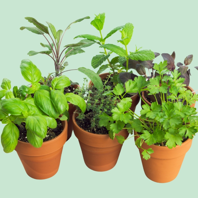easiest herb growing indoor posts